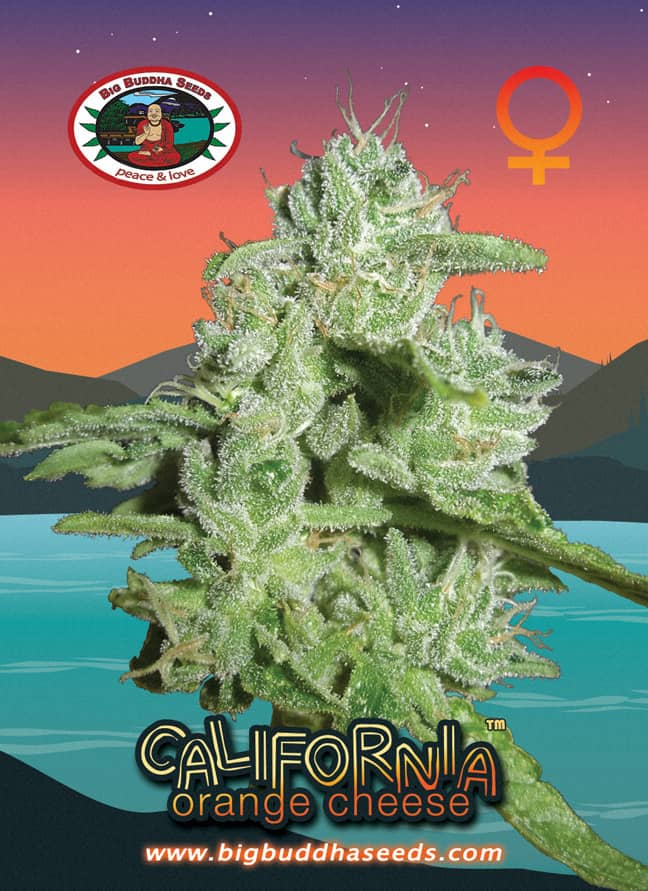 Big Buddha - California Orange Cheese - Feminised