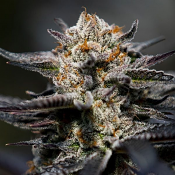 2026 Cannabis Seed Collection - Calypso Sunrocks - Feminized