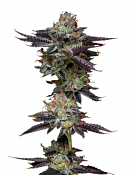 Maverick's Genetics Seeds - Candy Fumez Feminized