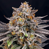 Ripper Seeds - CandyGaz Feminized
