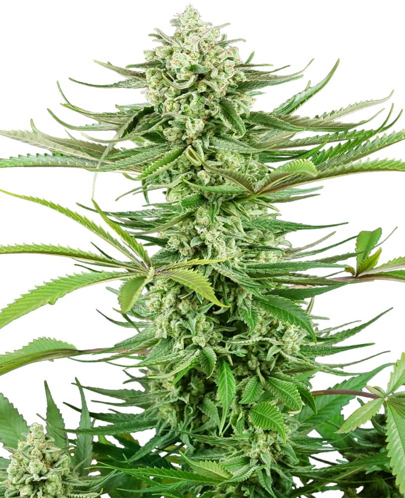 Cashew Kush - Feminized - Sensi Seeds Research 