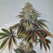 Conscious Genetics - Chakra'z Regular