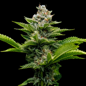 DNA Genetics Seeds - Challah Cake - Feminized