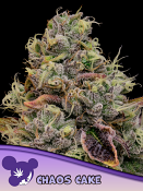 Anesia Seeds - Chaos Cake Feminized