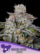 Anesia Seeds - Chaos Cake Auto Feminized