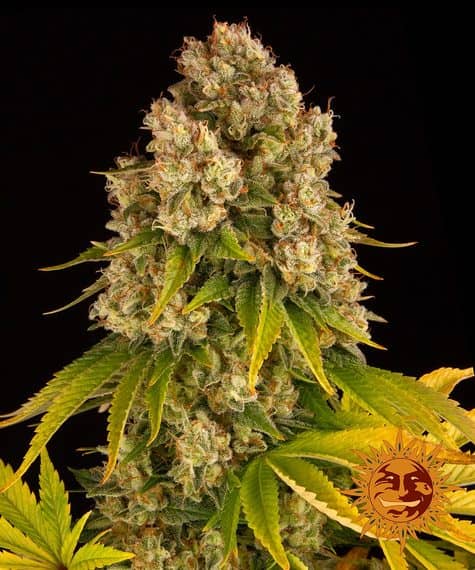 Barneys Farm Seeds Cheese Auto Feminized 