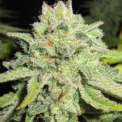 Ultra Genetics Seeds Cheesy Marmalade Toast Feminized