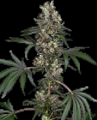 White Label - Chemberries Feminised