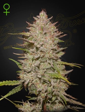 Green House Seeds - Chemical Candy Auto - Feminised