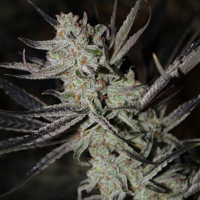 TGA Subcool Seeds Chernobyl- Feminized