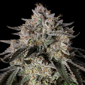 Silent Seeds - Cherry Essence - Feminized
