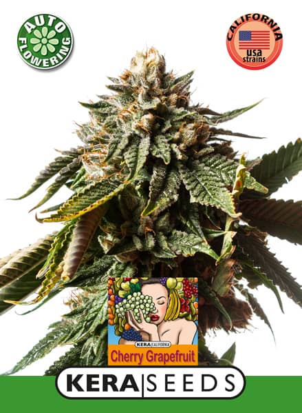 Kera Seeds Cherry Grapefruit Auto Feminised 