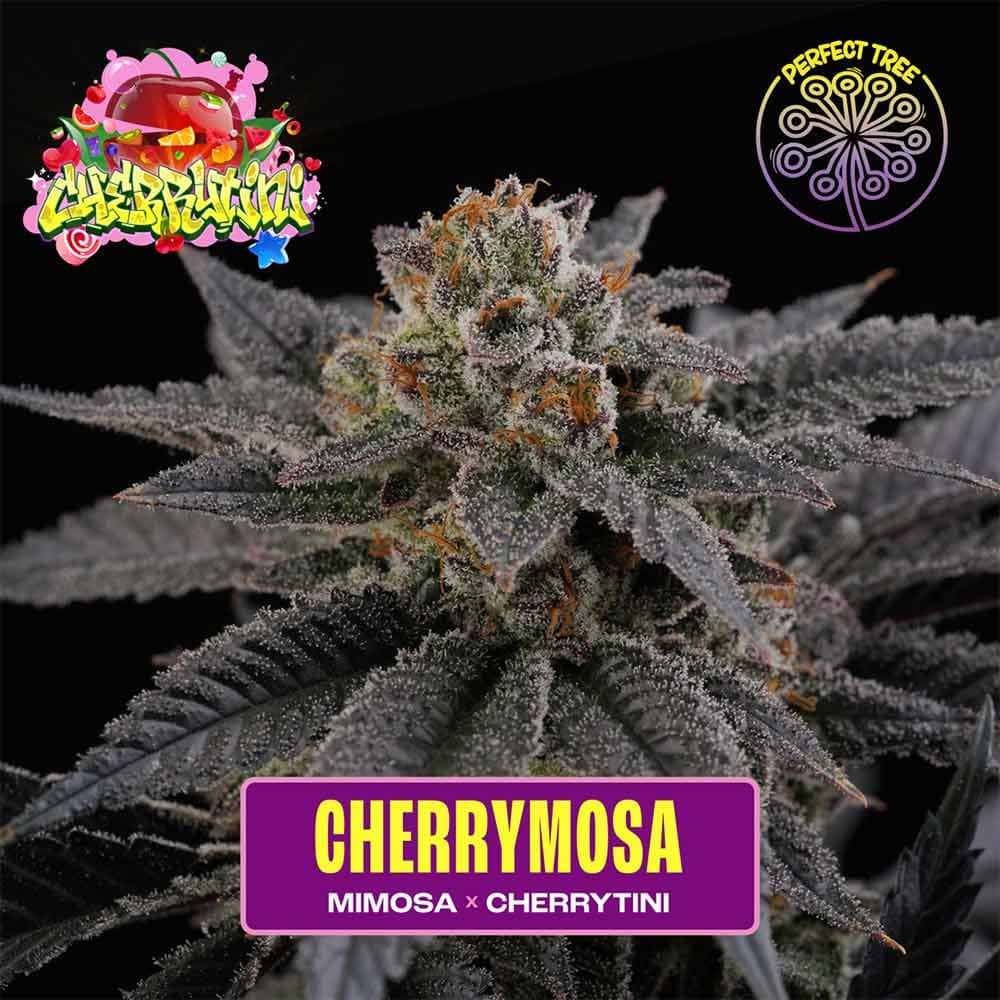 Perfect Tree Seeds - CherryMosa - Feminized