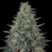 G13 Labs - Cherry Pavlova Feminized