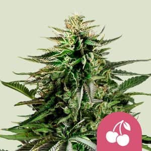 Cherry Pie Feminized - Royal Queen Seeds