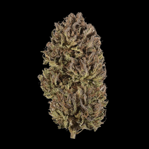 Chocolate Cherry - Feminized - Sensible Seeds Premium Selection        