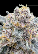 Fast Buds Seeds - Cherry Cola Auto RF3 Feminized