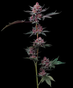 Barneys Farm - Cherry Poppers Feminized