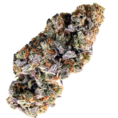 Terp Farmz - Choc Truffle Auto - Feminised