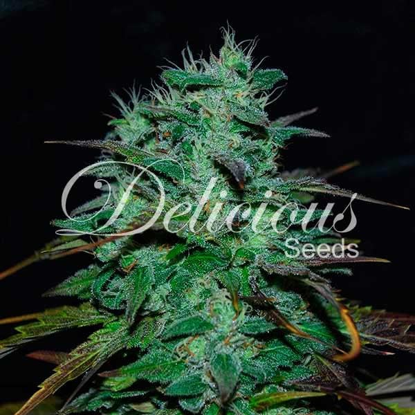 Delicious Seeds Chocobang Feminized 