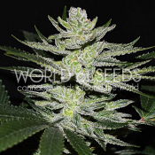 World of Seeds - Chocolate Thai OG Feminized
