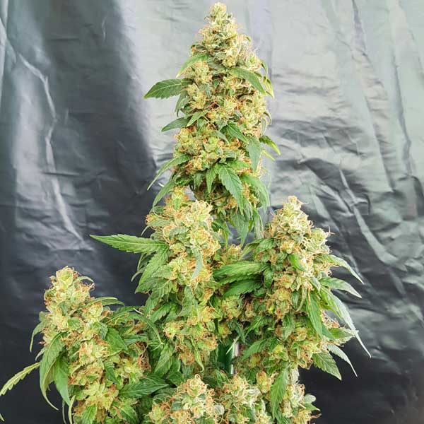 Freedom of Seeds Chunky Skunk Feminised