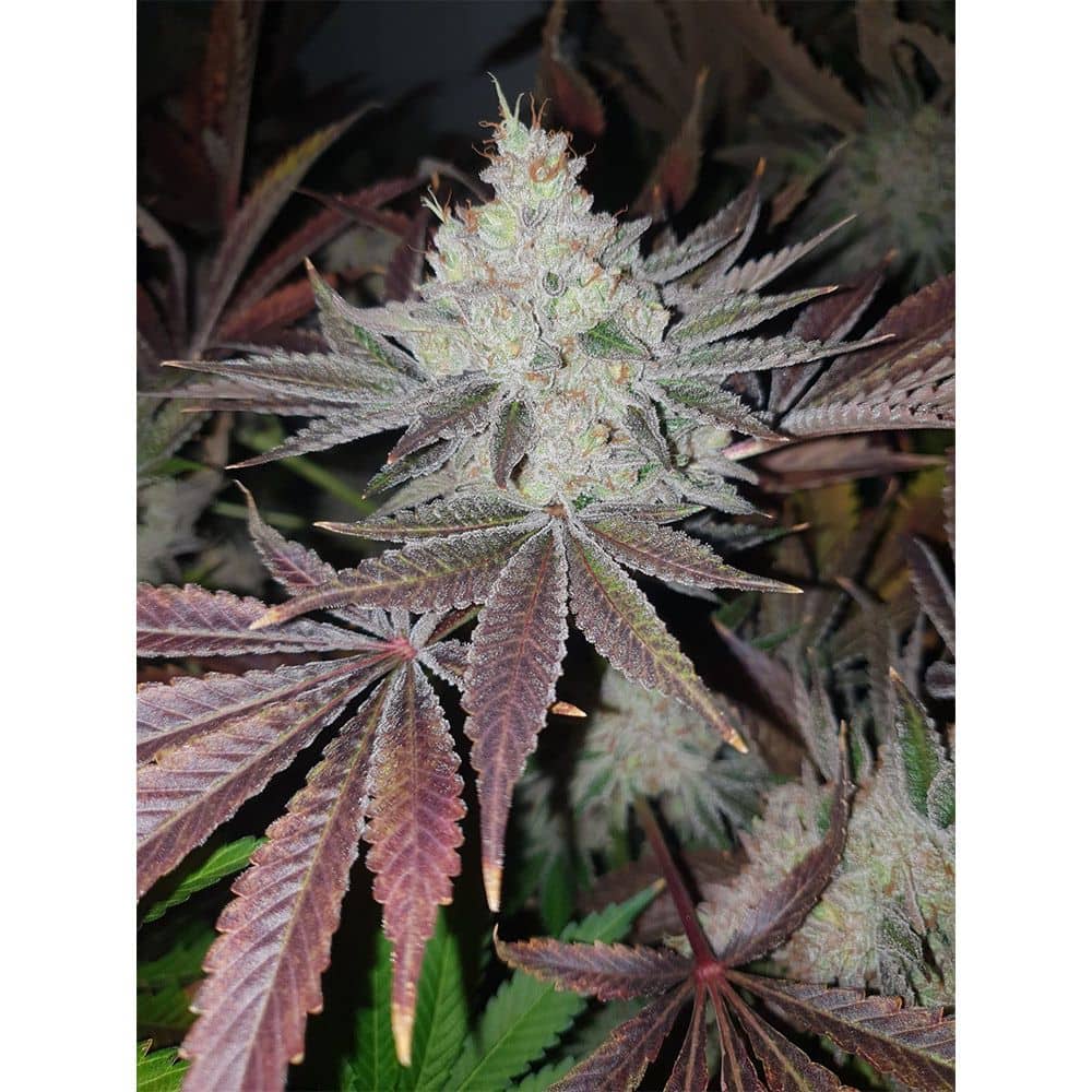 The Original Big Buddha Family - Chuntz Feminized
