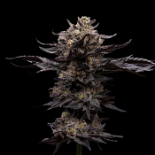 Ziplock Seeds Chupacabra Feminized