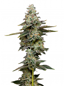 Maverick's Genetics Seeds - Citronella Sunrize Auto Feminized