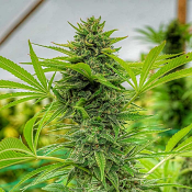 Cali Connection Seeds - Clementine Slush Feminized