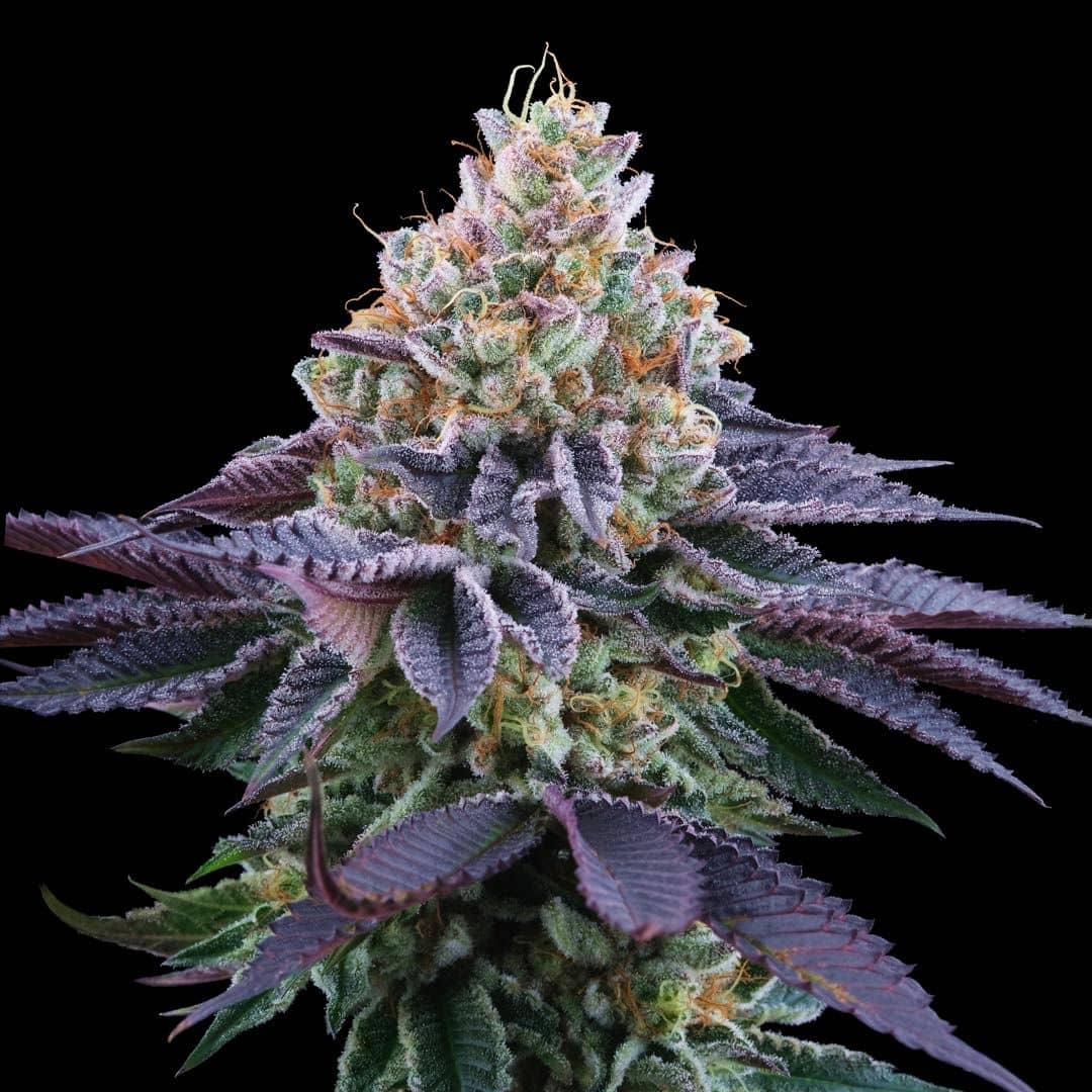 Perfect Tree Seeds - Coco Fresh - Feminized 