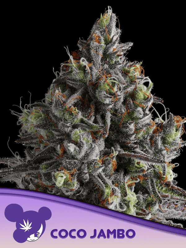 Coco Jambo Feminized Seeds - Anesia Seeds