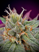 BSB Genetics - Collectors Edition MAC #1 - Feminized