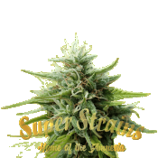 Superstrains Seeds - Cookies Krush Feminised