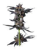 Maverick's Genetics Seeds - Cookies Gelato Auto Feminized