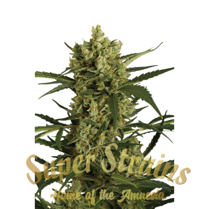Superstrains Seeds - Crackers Feminised