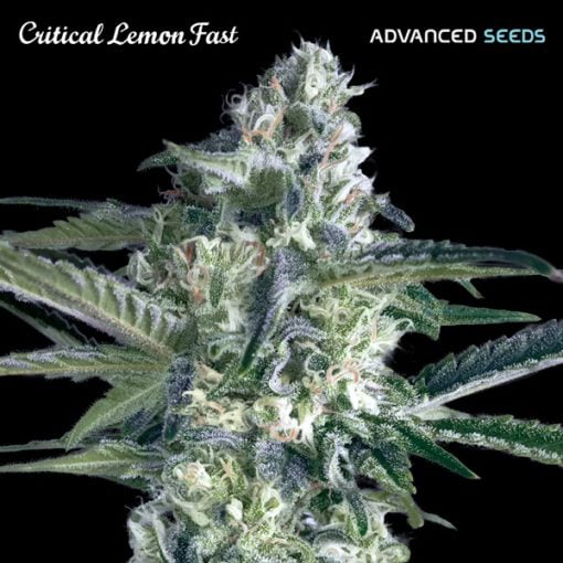 Advanced Seeds - Critical Lemon Fast - Feminized 
