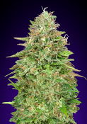 2026 Cannabis Seed Collection - Critical Poison Fast Version - Feminized  