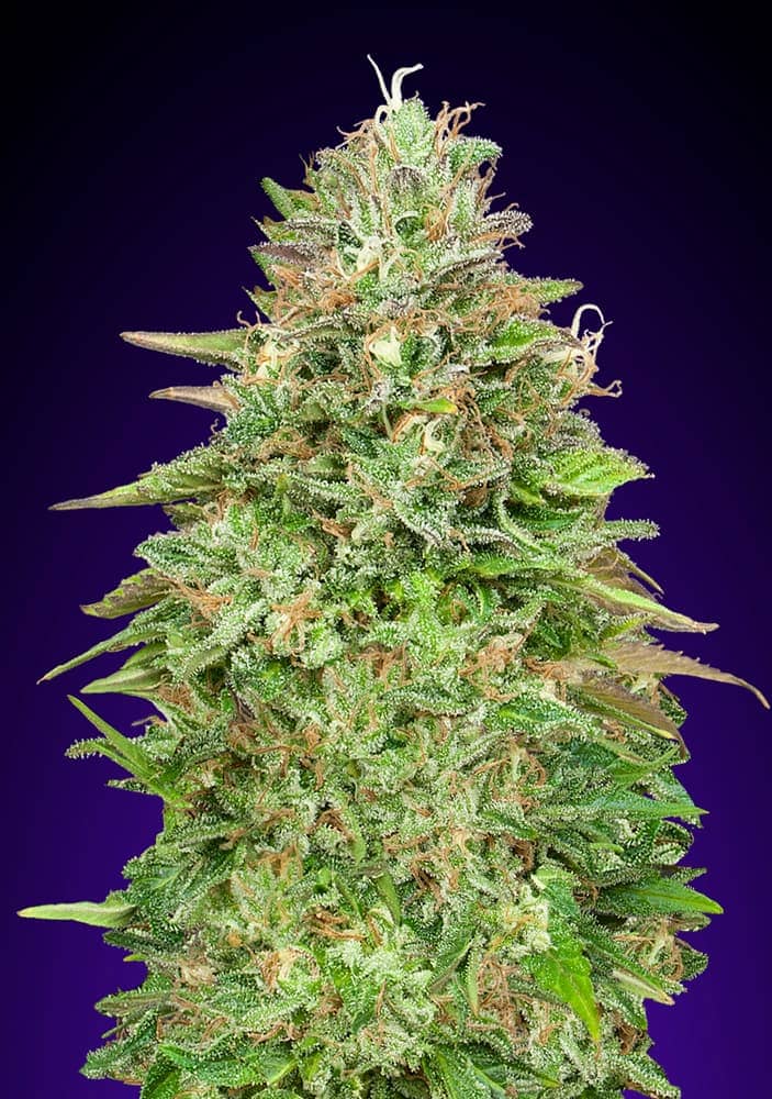 2025 Cannabis Seed Collection - Critical Poison Fast Version - Feminized  