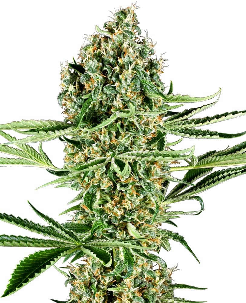 Critical Runtz Feminized - Sensi Seeds Research 