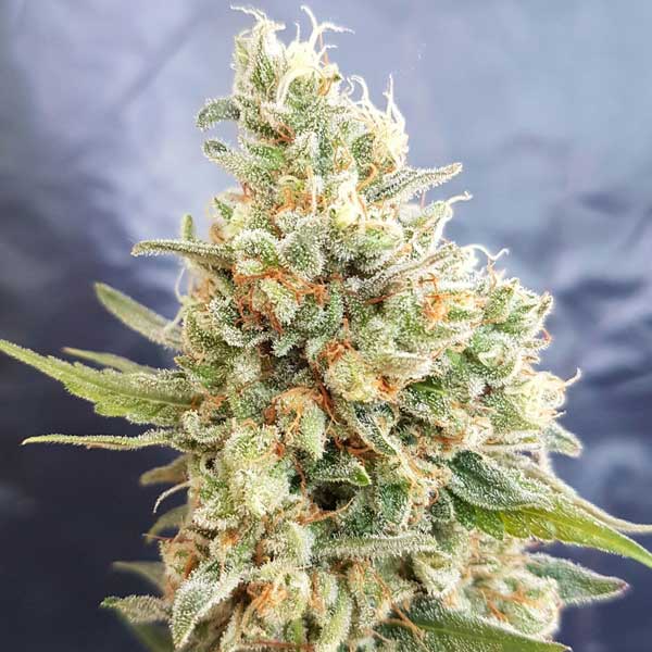 Freedom of Seeds Crystal Dwarf Auto Feminised