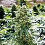Emerald Triangle Seeds Lemon Diesel Regular