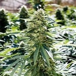 Emerald Triangle Seeds Lemon Diesel Feminized