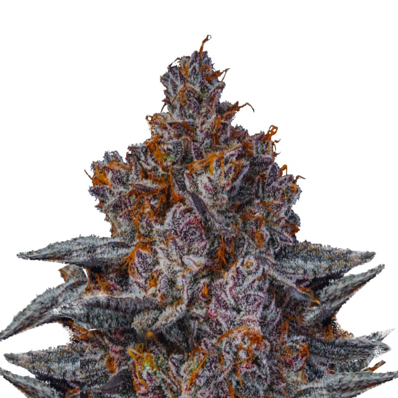 2025 Cannabis Seed Collection - Dankberry - Feminized