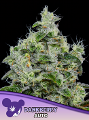 Anesia Seeds - Dankberry Auto Feminized