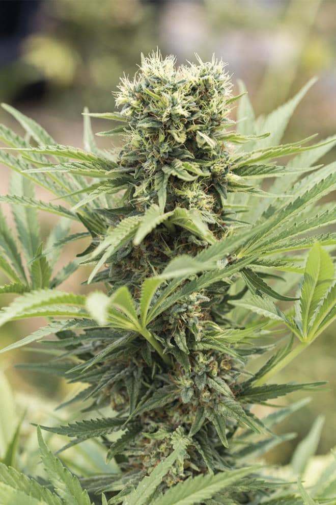 Humboldt Seed Organisation Dedoverde Haze Feminized 