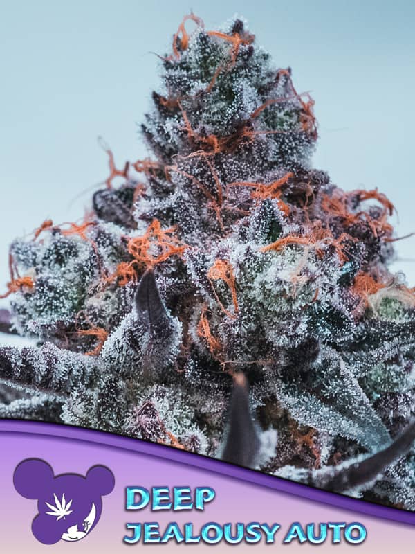 Auto Deep Jealousy Feminized - Anesia Seeds 