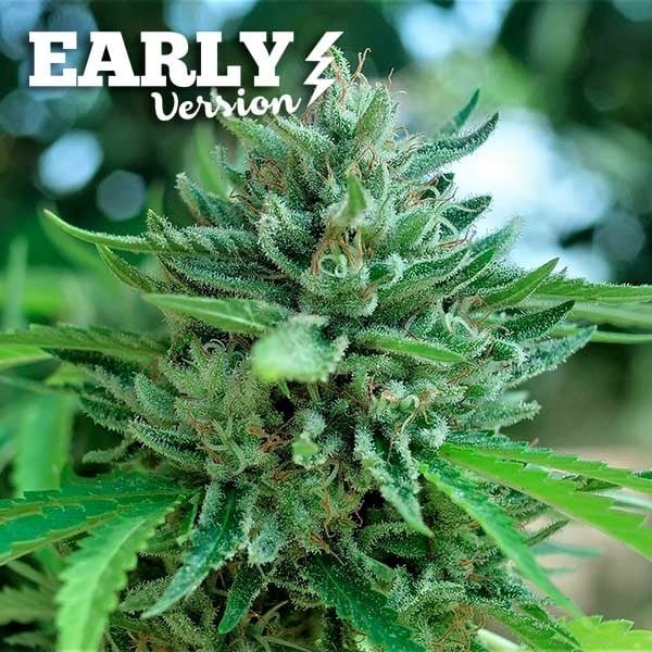 Delicious Cookies Early Version - Feminized - Delicious Seeds  
