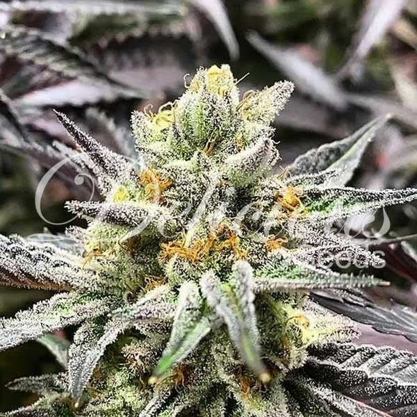 Delicious Cookies  - Feminized - Delicious Seeds   