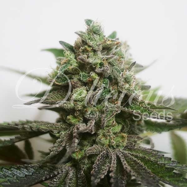 Delicious Seeds Delimed CBD Plus Feminized 